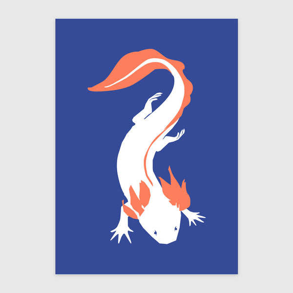 Axolotl