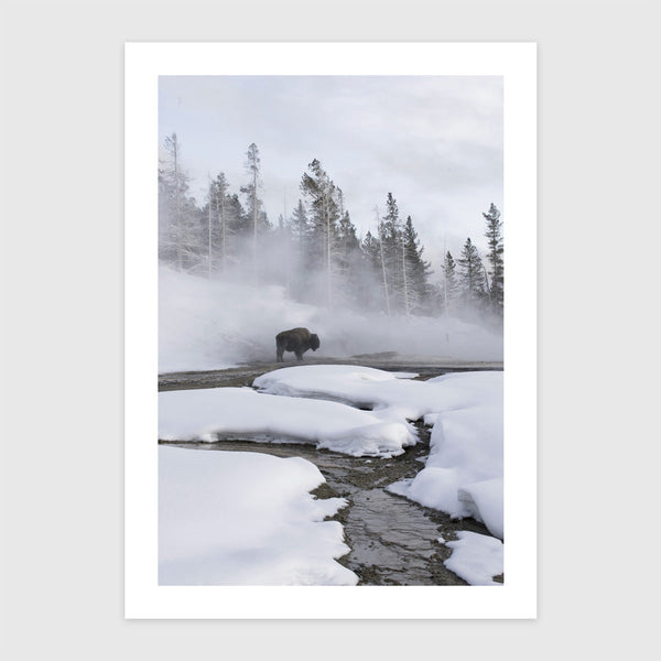 Amerikai bölény - Yellowstone Nemzeti Park, USA