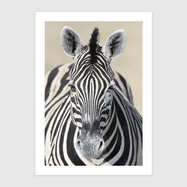 Burchell-zebra