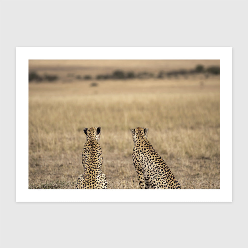 Samce Gepardów (Masai Mara, Kenia)