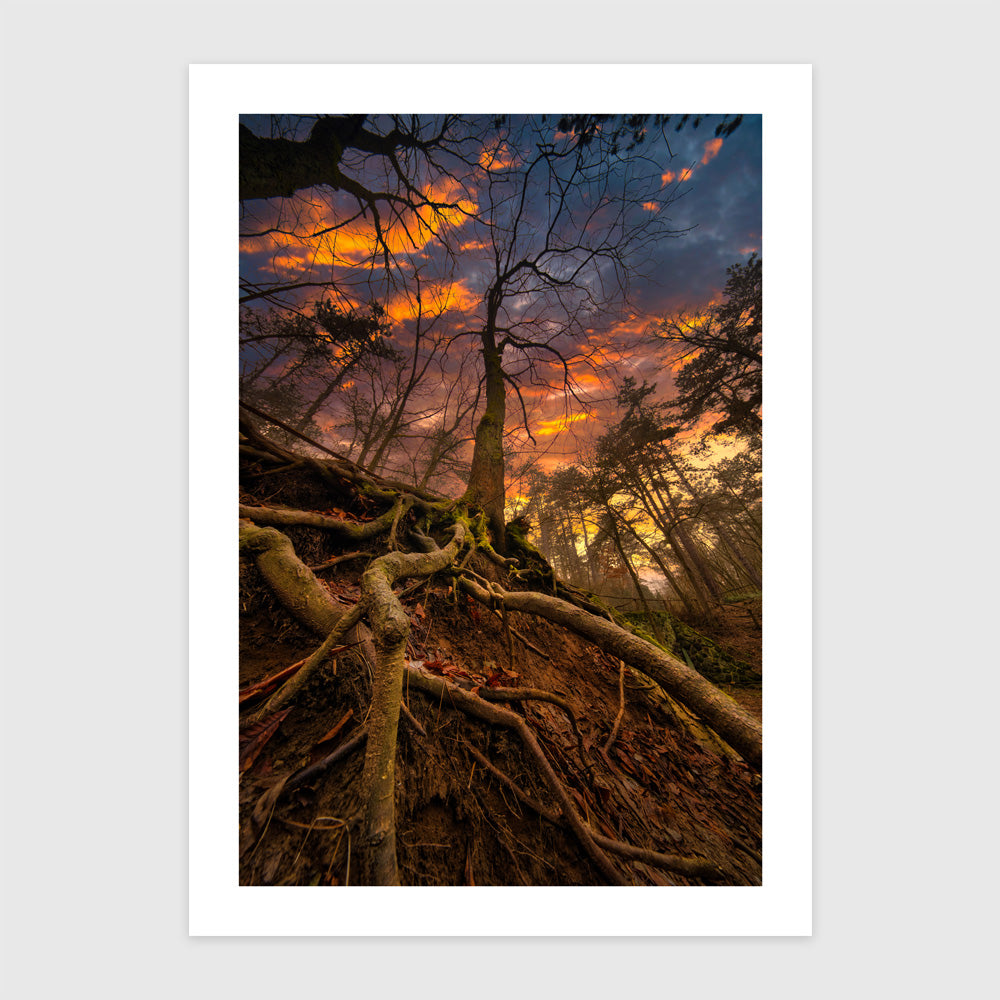 Égig érő gyökerek